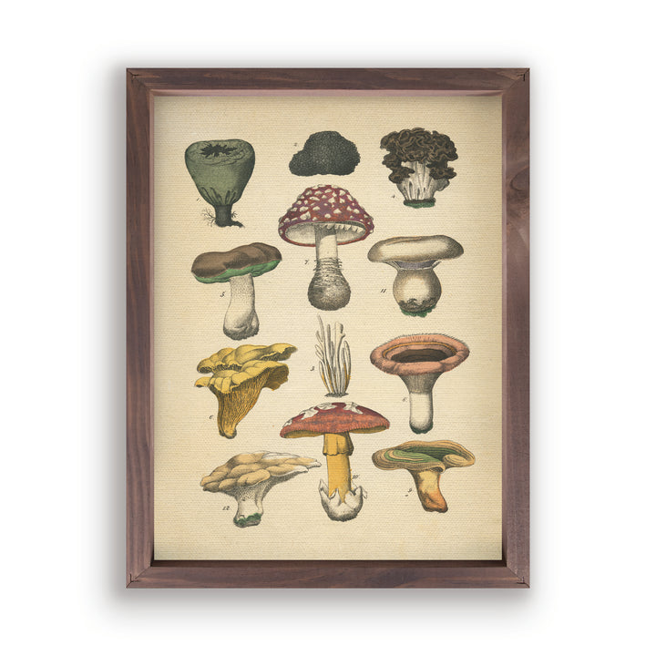Mushrooms Framed Art