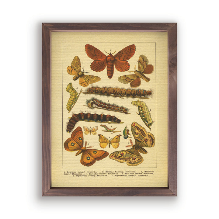 Caterpillars And Butterflies Framed Art