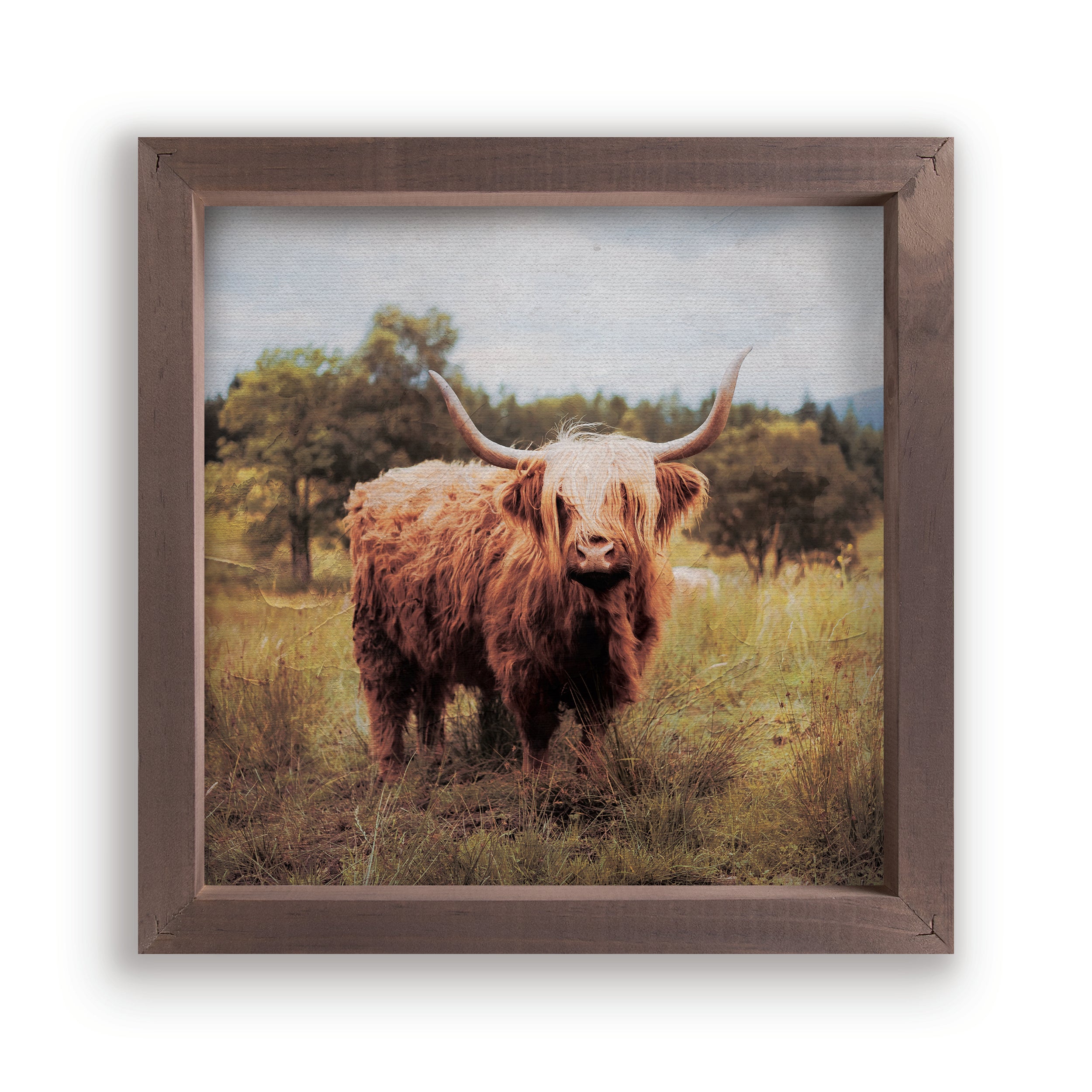 Highland Cow Framed Art